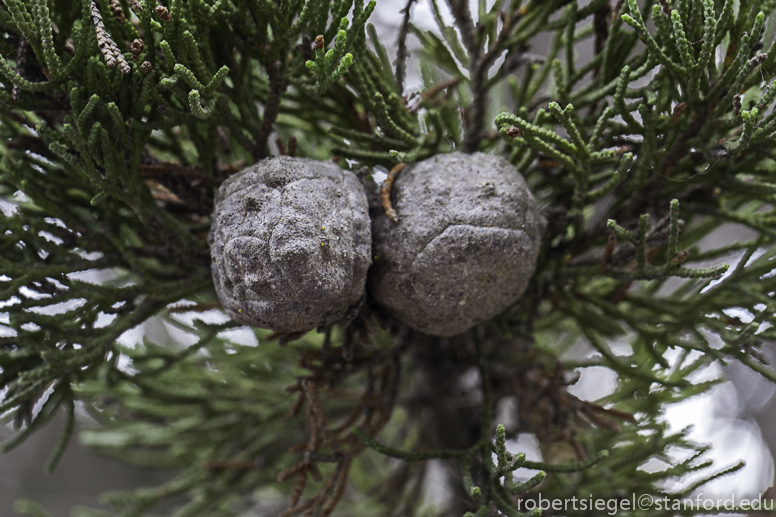 cypress cones